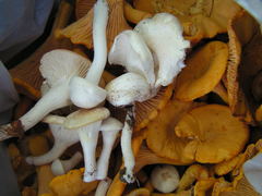 Cuphophyllus angustifolius