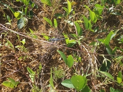 Diplacodes trivialis
