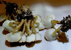 Ripartitella brasiliensis