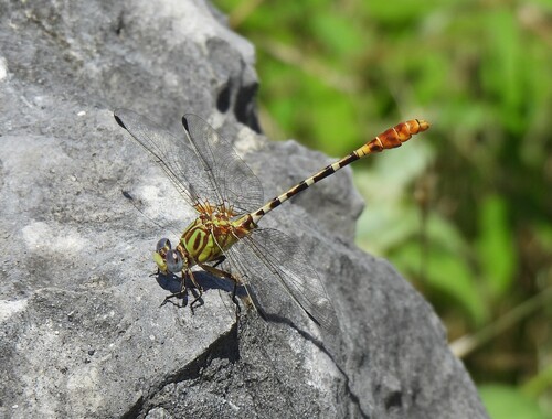 Eastern Ringtail photo 4