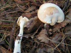 Cuphophyllus angustifolius