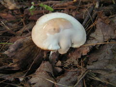 Cuphophyllus angustifolius