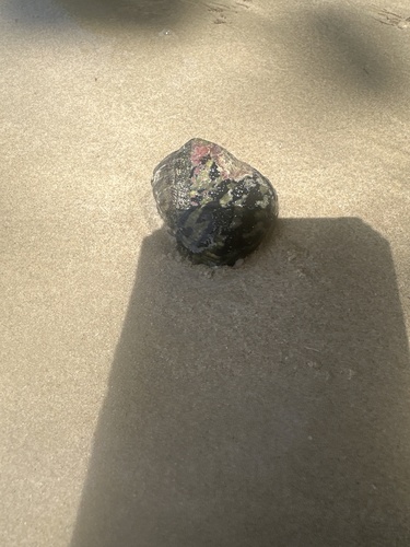 West Indian Top Shell