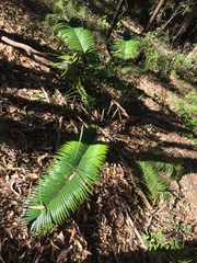 Lepidozamia peroffskyana