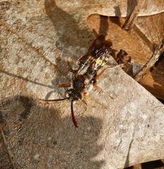 Nomada