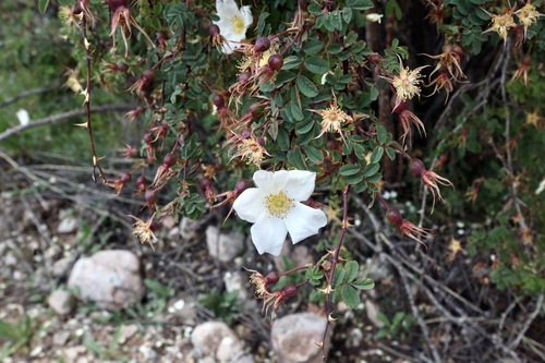 Rosa alberti, photograph 6