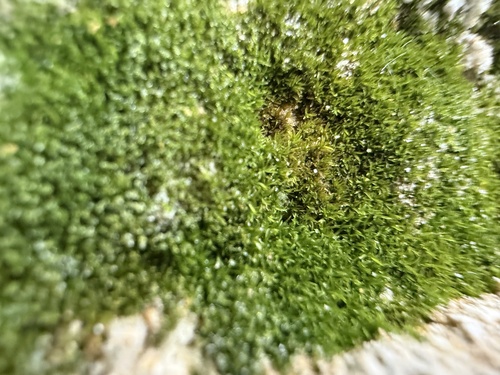 Gymnostomum aeruginosum observed 2026-07-24