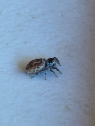 iNaturalist observation photo of Pelegrina aeneola