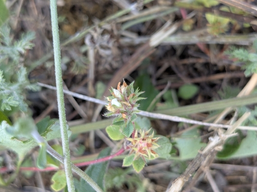 Trifolium scabrum observed 2026-07-26