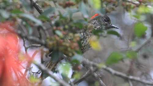 iNaturalist image