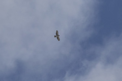 Buteo albigula