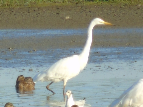 iNaturalist image