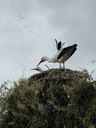 iNaturalist image