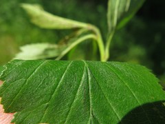 Crataegus collina