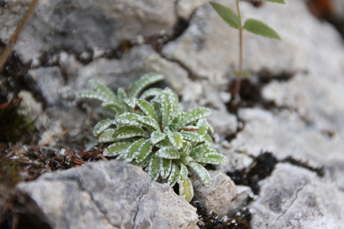 Saxifraga crustata, photograph 5