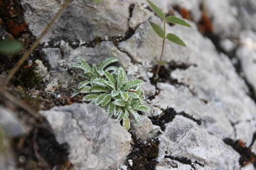 Saxifraga crustata, photograph 4