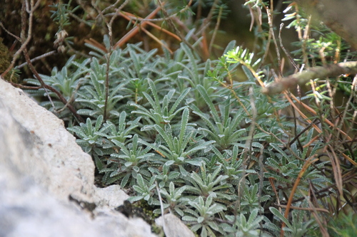 Saxifraga crustata, photograph 6