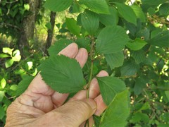 Crataegus collina