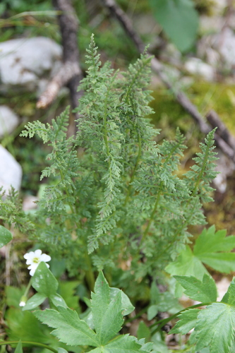 Cystopteris alpina, photograph 4