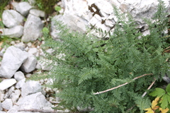(c) Amelie Jorns, some rights reserved (CC BY) Cystopteris alpina, photograph (c) Amelie Jorns, some rights reserved (CC BY)