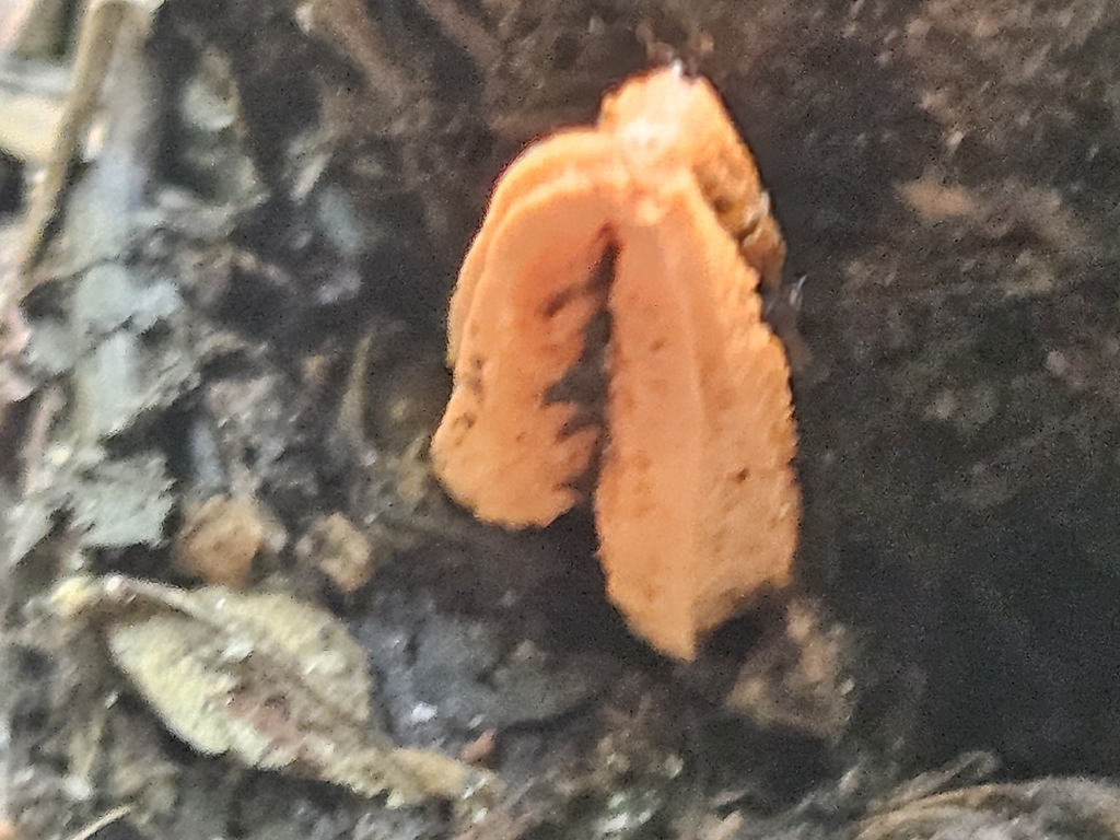 stinky squid · July 2026 · photo: Photo: (c) willingarden, some rights reserved (CC BY) · iNaturalist