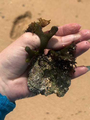 Codium observed 2026-06-23