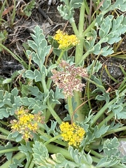 Cymopterus longipes