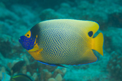 Bluefaced Angelfish photo 3