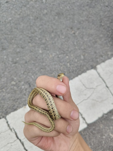 Steppe Ratsnake