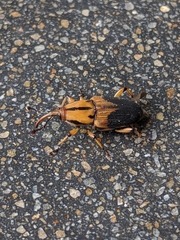 Metamasius sericeus