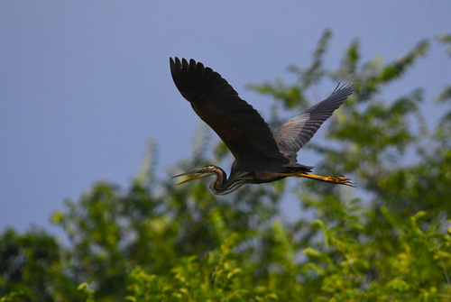 iNaturalist image