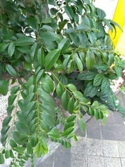 Diospyros kotoensis