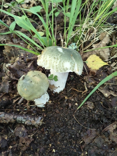 Green Russula