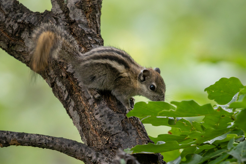 Swinhoe's Striped Squirrel