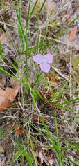 Callisia ornata