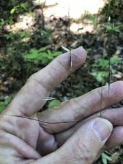 Piptochaetium avenaceum