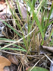 Piptochaetium avenaceum