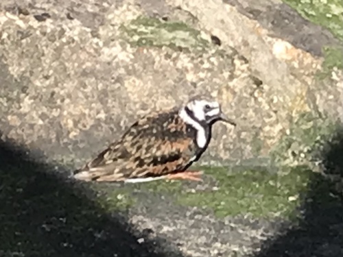 iNaturalist image