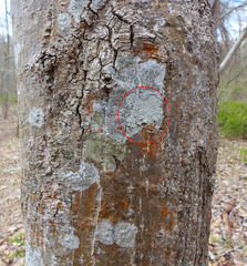 Pertusaria pustulata