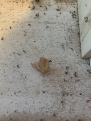 Tortricidia testacea