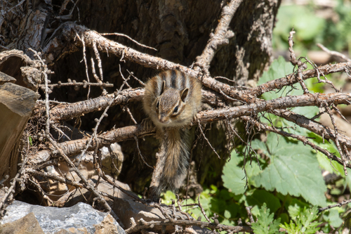 Siberian Chipmunk