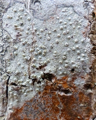 Pertusaria pustulata