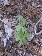 Anemonastrum canadense