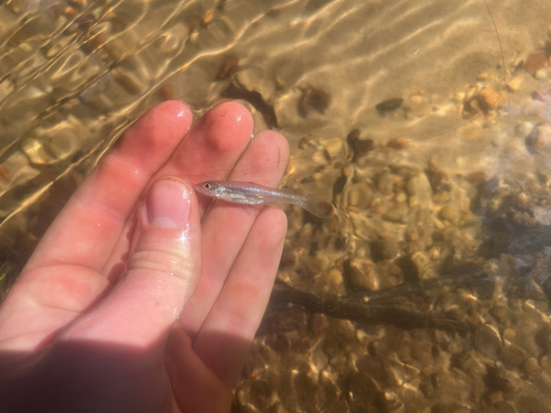 Longjaw Minnow