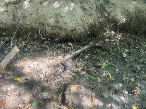 Northern Cottonmouth