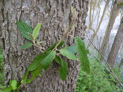 Viburnum rhytidophyllum