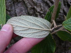 Viburnum rhytidophyllum