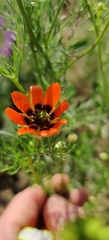Adonis aestivalis, photograph (c) Ondřej Křivan, some rights reserved (CC BY)