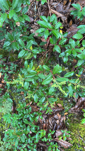 Pieris floribunda, photograph 3