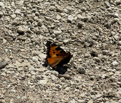 iNaturalist observation photo of California Tortoiseshell